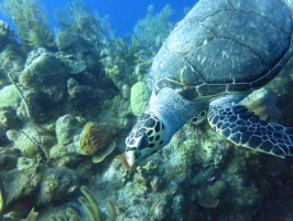 16 Hawksbill Sea Turtle IMG 3125